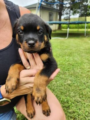 RUHSATLI KÖPEK ÇİFLİĞİNDEN ROTTWEİLER YAVRULAR A SCRLİ