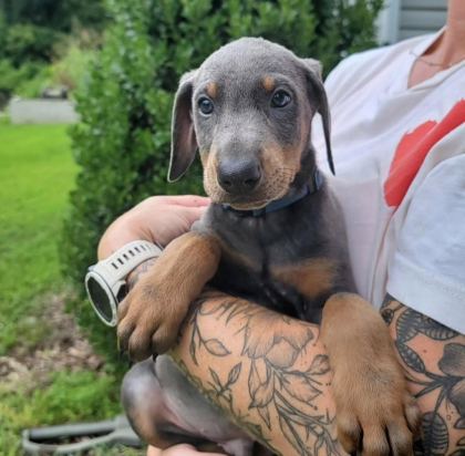 DİŞİ ERKEK DOBERMAN KAPIDA ÖDEMELİ GÜVENLİ SİSTEM