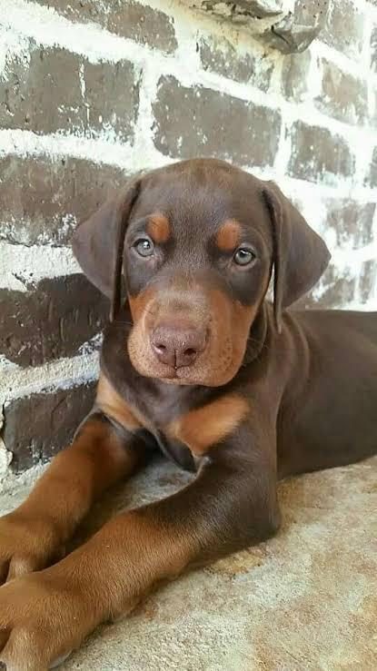 ESTETİKLİ ESTETİKSİZ SON KIZIL DOBERMAN YAVRULAR