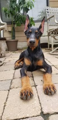 HARİKA DOBERMAN KIZIL YETİŞEN KAZANIR