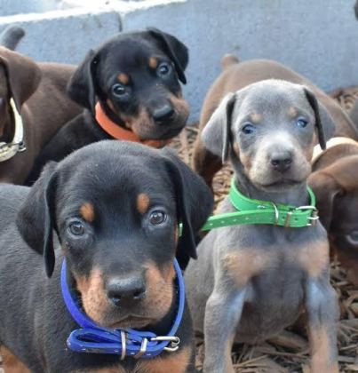 AFACAN DOBERMAN YAVRULAR KAPIDA ÖDEME MEVCUTTUR