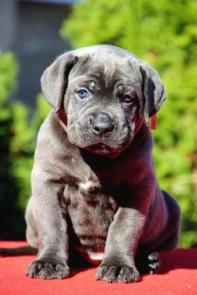 A SCRLİ ANNE BABADAN CANE CORSO YAVRULAR KAPIDA ÖDEME