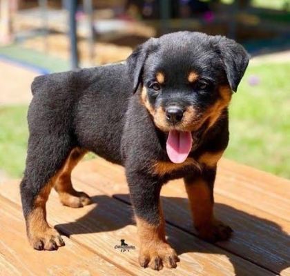 RUHSATLI KÖPEK ÇİFLİĞİNDEN ROTTWEİLER YAVRULAR A SCRLİ