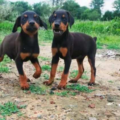 HARİKA DOBERMAN KIZIL YETİŞEN KAZANIR