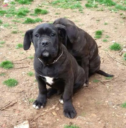 A SCRLİ ANNE BABADAN CANE CORSO YAVRULAR KAPIDA ÖDEME