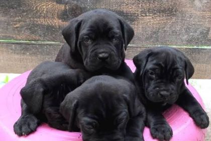 A SCRLİ ANNE BABADAN CANE CORSO YAVRULAR KAPIDA ÖDEME