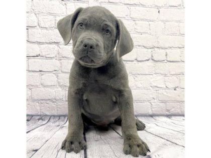 CANE CORSO BEBEKLER KAPINIZA KADAR TESLİM EDİYORUZ