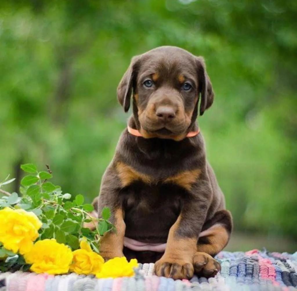 PROFESYONEL ÜRETİM ÇİFLİĞİNDEN DOBERMAN KAPIDA ÖDEME