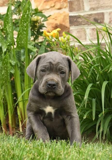 A SCRLİ ANNE BABADAN CANE CORSO YAVRULAR KAPIDA ÖDEME