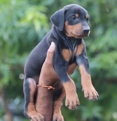 RUHSATLI KÖPEK ÇİFLİĞİNDEN ROTTWEİLER YAVRULAR A SCRLİ