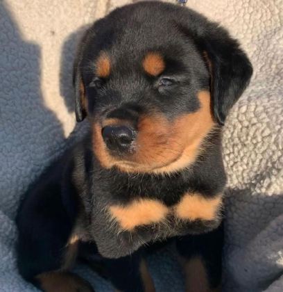 AFACAN CANE ROTTWEİLER YAVRULAR KAPIDA ÖDEME MEVCUTTUR