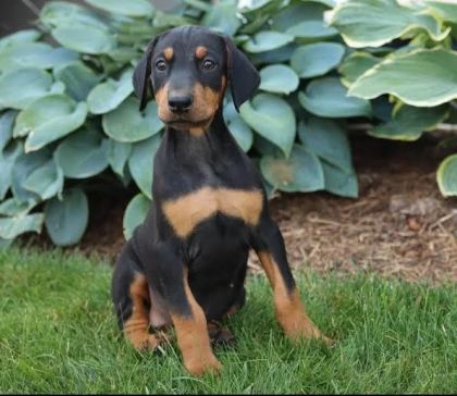 Ruhsatlı Köpek Çifliğinden Doberman Yavrular A Scrli