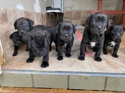 PARAM GÜVENDE İLE TÜM TÜRKİYEYE KAPIDA ÖDEMELİ CANE