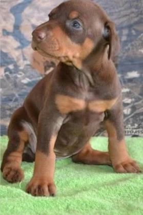 Ruhsatlı Köpek Çifliğinden Doberman Yavrular A Scrli