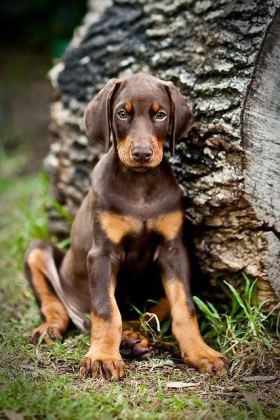 ESTETİKLİ ESTETİKSİZ SON KIZIL DOBERMAN YAVRULAR