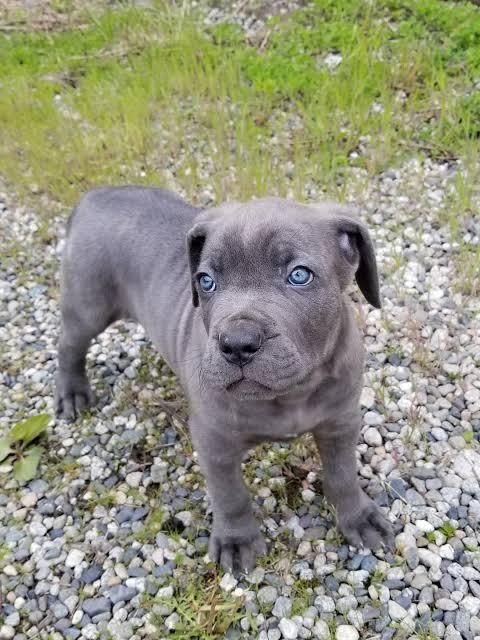 CANE CORSO BEBEKLER KAPINIZA KADAR TESLİM EDİYORUZ