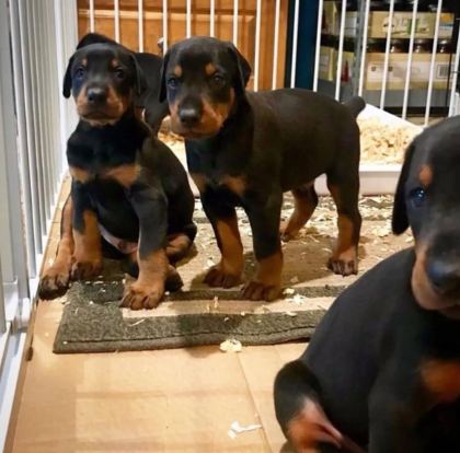 DİŞİ ERKEK DOBERMAN KAPIDA ÖDEMELİ GÜVENLİ SİSTEM