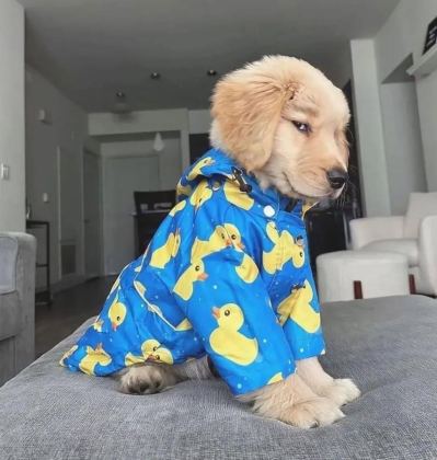 %100 ORJİNAL GOLDEN YAVRULAR KAPIDA ÖDEME MEVCUT
