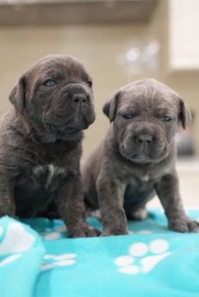 A SCRLİ ANNE BABADAN CANE CORSO YAVRULAR KAPIDA ÖDEME