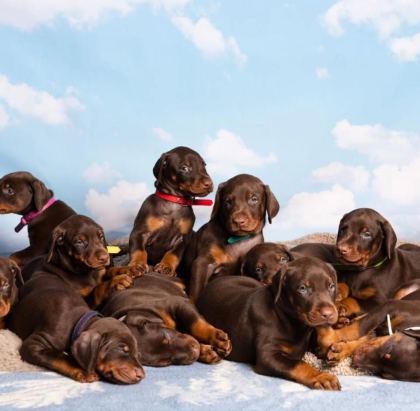 PROFESYONEL ÜRETİM ÇİFLİĞİNDEN DOBERMAN KAPIDA ÖDEME