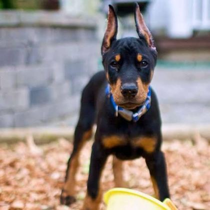 HARİKA DOBERMAN KIZIL YETİŞEN KAZANIR