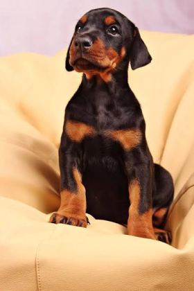 PARAM GÜVENDE İLE TÜM TÜRKİYEYE KAPIDA ÖDEMELİ DOBERMAN