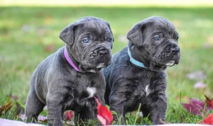 CANE CORSO BEBEKLER KAPINIZA KADAR TESLİM EDİYORUZ