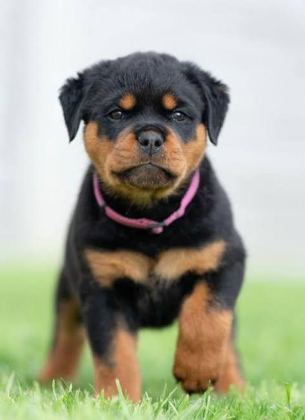 RUHSATLI KÖPEK ÇİFLİĞİNDEN ROTTWEİLER YAVRULAR A SCRLİ