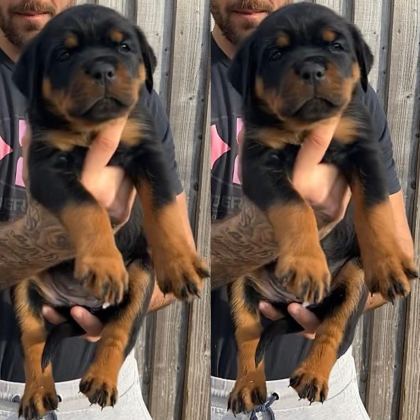 AFACAN CANE ROTTWEİLER YAVRULAR KAPIDA ÖDEME MEVCUTTUR