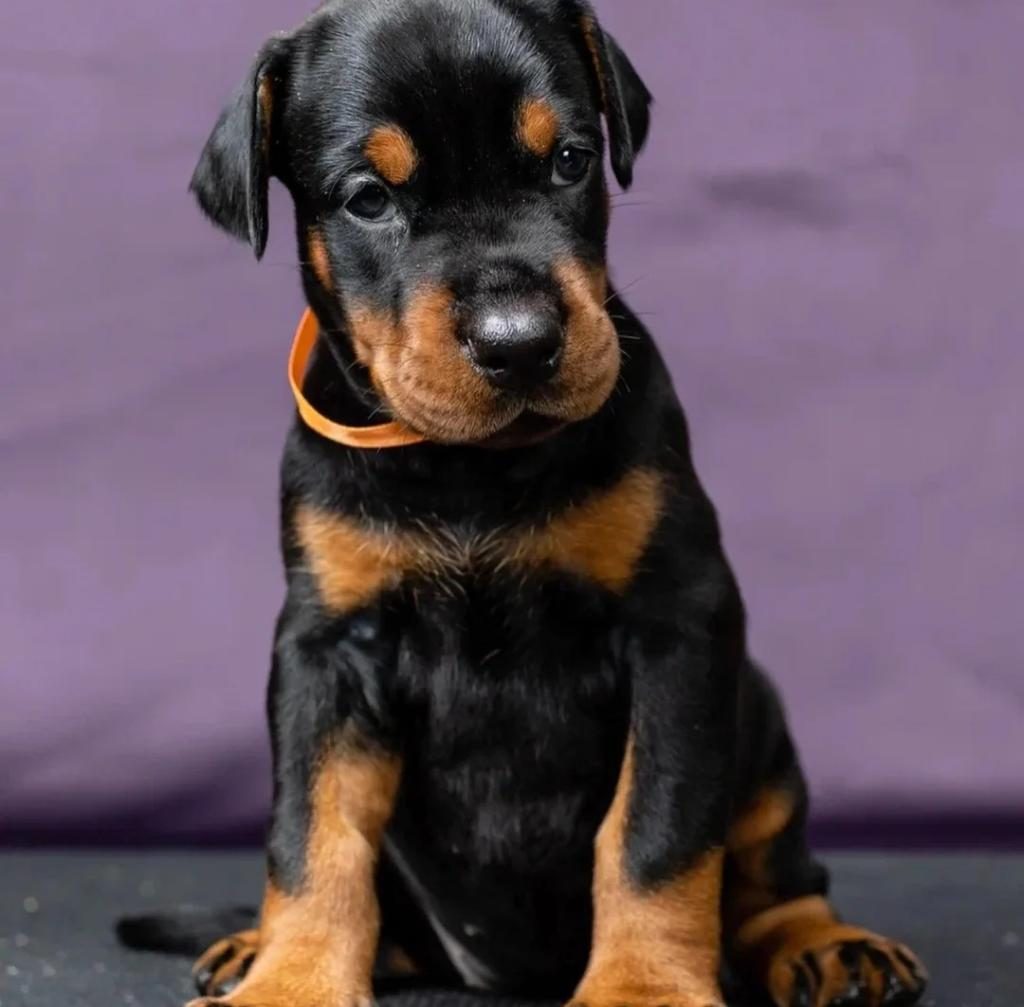 DİŞİ ERKEK DOBERMAN KAPIDA ÖDEMELİ GÜVENLİ SİSTEM