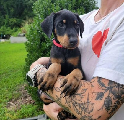 PROFESYONEL ÜRETİM ÇİFLİĞİNDEN DOBERMAN KAPIDA ÖDEME