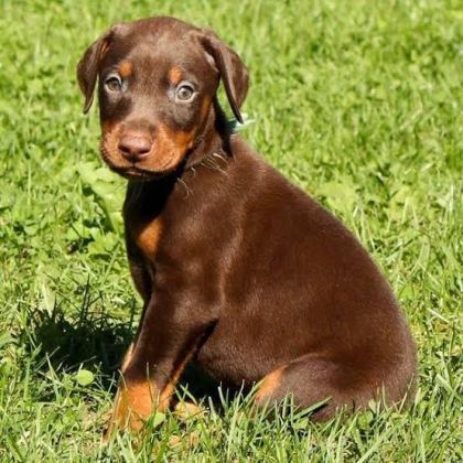 HARİKA DOBERMAN KIZIL YETİŞEN KAZANIR