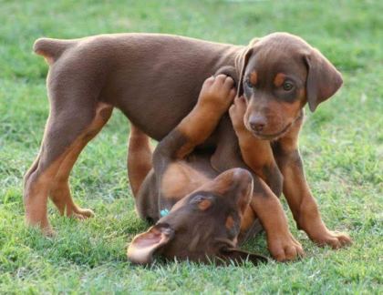ESTETİKLİ ESTETİKSİZ SON KIZIL DOBERMAN YAVRULAR