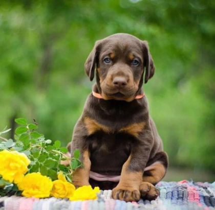 DİŞİ ERKEK DOBERMAN KAPIDA ÖDEMELİ GÜVENLİ SİSTEM