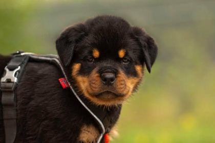 RUHSATLI KÖPEK ÇİFLİĞİNDEN ROTTWEİLER YAVRULAR A SCRLİ