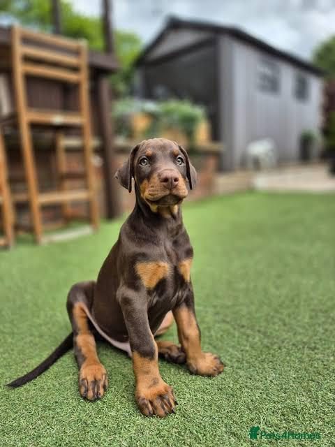 HARİKA DOBERMAN KIZIL YETİŞEN KAZANIR