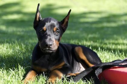 DOBERMAN BEBEKLER KAPINIZA KADAR TESLİM EDİYORUZ