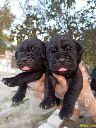 CANE CORSO BEBEKLER KAPINIZA KADAR TESLİM EDİYORUZ