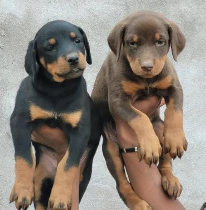 HARİKA DOBERMAN KIZIL YETİŞEN KAZANIR