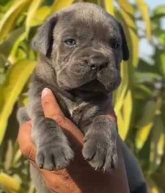 A SCRLİ ANNE BABADAN CANE CORSO YAVRULAR KAPIDA ÖDEME
