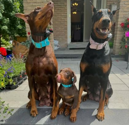 DİŞİ ERKEK DOBERMAN KAPIDA ÖDEMELİ GÜVENLİ SİSTEM