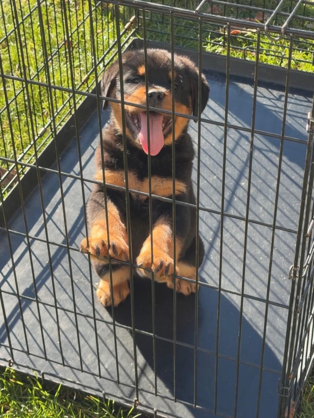 AFACAN CANE ROTTWEİLER YAVRULAR KAPIDA ÖDEME MEVCUTTUR