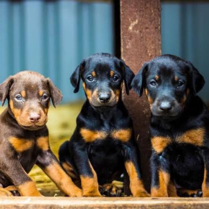 PARAM GÜVENDE İLE TÜM TÜRKİYEYE KAPIDA ÖDEMELİ DOBERMAN