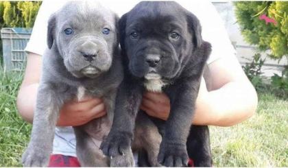 A SCRLİ ANNE BABADAN CANE CORSO YAVRULAR KAPIDA ÖDEME