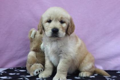 A SCRLİ ANNE BABADAN GOLDEN YAVRULAR KAPIDA ÖDEME