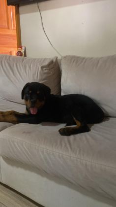 RUHSATLI KÖPEK ÇİFLİĞİNDEN ROTTWEİLER YAVRULAR A SCRLİ