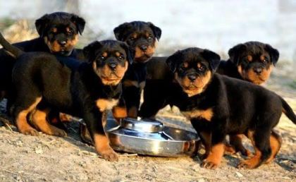 RUHSATLI KÖPEK ÇİFLİĞİNDEN ROTTWEİLER YAVRULAR A SCRLİ