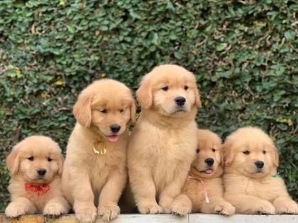 %100 ORJİNAL GOLDEN YAVRULAR KAPIDA ÖDEME MEVCUT