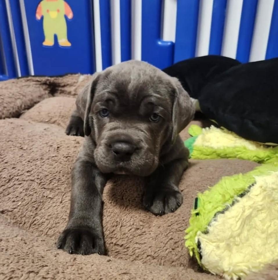 %100 ORJİNAL CANE CORSO YAVRULAR KAPIDA ÖDEME MEVCUT
