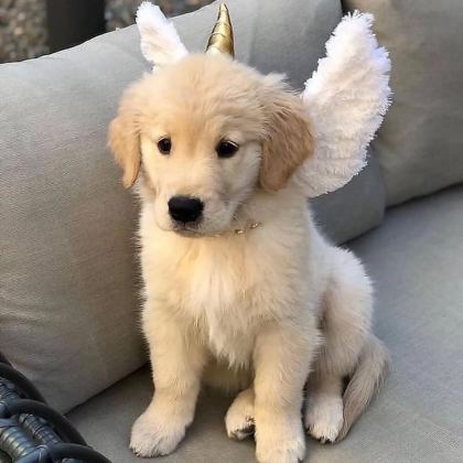%100 ORJİNAL GOLDEN YAVRULAR KAPIDA ÖDEME MEVCUT